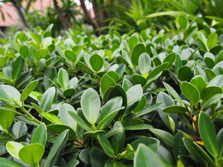 Ficus annulata planted in the garden. The leaves are quite round, glossy leaves, smooth edges, commonly used for trimming shrubs into various shapes,fences, house. Focus on the bright green foliage 
