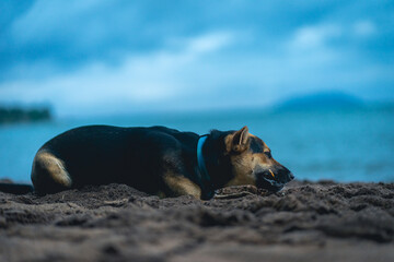 Sheperd dog having fun on the beach. Ilhabela Sao Paulo Brazil.