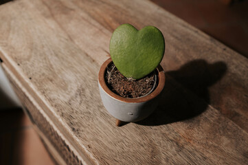 Obraz na płótnie Canvas Close-up Hoya Kerri heart shaped leaf in pot on wooden desk with dramatic light.