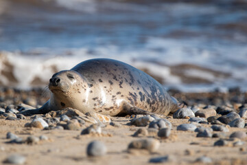 Young grey seal pup, against a backdrop of the sea, at Horsey Gap beach in north Norfolk, UK