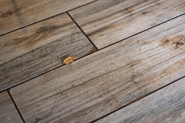 Small, fallen leave on gray and white wood planks that can be used as a background