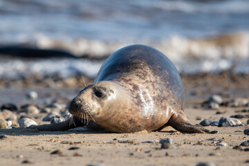 Fototapeta premium Young grey seal pup, against a backdrop of the sea, at Horsey Gap beach in north Norfolk, UK
