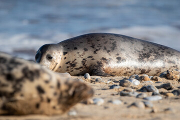 Young grey seal pup, against a backdrop of the sea, at Horsey Gap beach in north Norfolk, UK