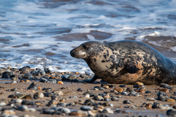 Young grey seal pup, against a backdrop of the sea, at Horsey Gap beach in north Norfolk, UK