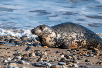 Young grey seal pup, against a backdrop of the sea, at Horsey Gap beach in north Norfolk, UK
