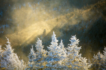 The sun illuminates a blowing cloud of snow behind fir trees in the Blue Ridge Mountains on North...