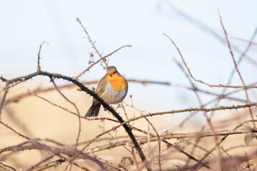 Robin in the trees at Horsey Gap, north Norfolk, UK