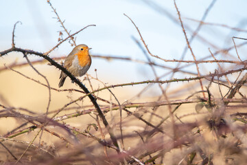 Robin in the trees at Horsey Gap, north Norfolk, UK