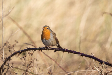 Robin in the trees at Horsey Gap, north Norfolk, UK