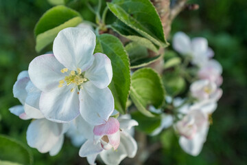 Blossom apple-tree flowers close-up. A branch of a blossoming apple tree. White apple flowers for publication, design, poster, calendar, post, screensaver, wallpaper, postcard, banner, cover, website
