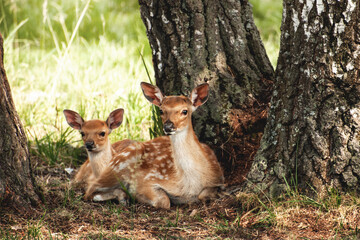 Obraz premium Fawns rest in the shade of a tree on a clear summer day 