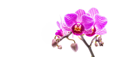 Fototapeta na wymiar Pink flower orchid isolated on white background.