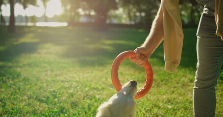 Smiling man giving pink puller toy teasing golden retriever in sunlight park
