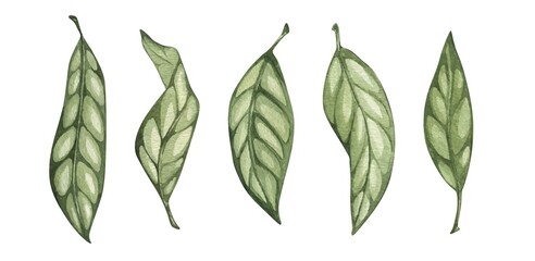 Watercolor green leaves. Isolated on white background. Hand drawn floral illustrations. For wallpaper, postcard, print, invitations, patterns, poster, packaging, linen.