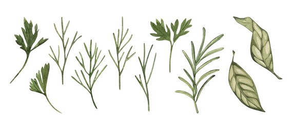 Watercolor rosemary, dill, bay leaf. Food botanical hand drawn illustration. spice isolated on white background. Clipart object. For card, poster, banner, restaurant menu, kitchen textile.
