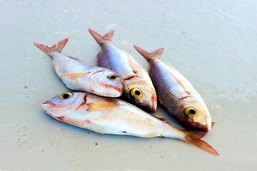 Freshly caught fish on the table