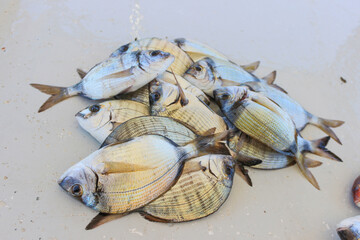 Freshly caught fish on the table