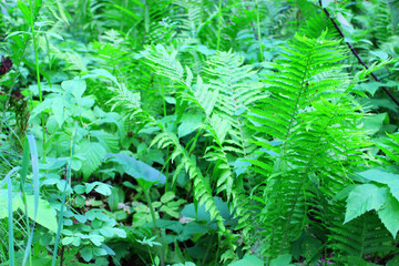 Natural green fern in the garden with a dark background. Close-up. Floral plants outdoors. Beautiful green. A trail in the forest in a beautiful spring landscape. Walking path in a mixed forest. A