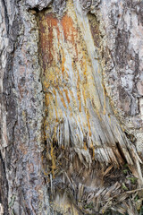 Injured trunk of a pine tree with resin