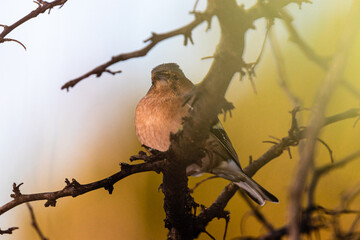 Common Chaffinch in the morning in Provence
