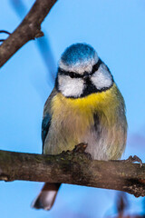 Eurasian Blue Tit in the morning in Provence