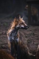 fox