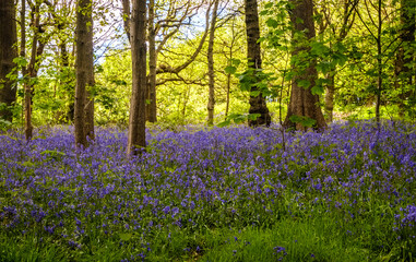 bluebells in the woods