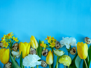 Yellow and white spring flowers composition with quail eggs isolated on blue background. Happy Easter concept, hello spring, copy space, flat lay top view