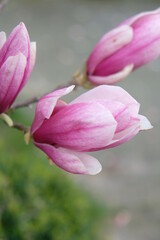 Fototapeta na wymiar FU 2021-04-04 Ostertour 159 Rosa Magnolienblüten