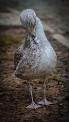 Seagull on the garden, itch.