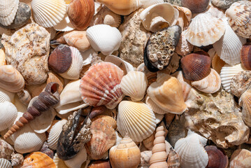 Seashells background, summer concept. Variety of shells