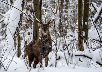 portrait of spotted deer in snowy forest