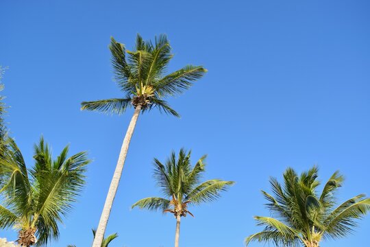 Tall palm trees on blue sky background in Barbados.