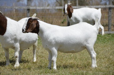 Beautiful female Boer Goats on the farm.