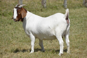 Beautiful female Boer Goats on the farm.