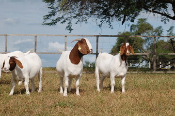 Fototapeta premium Beautiful female Boer Goats on the farm.