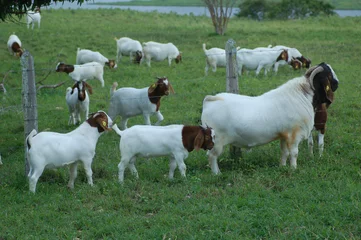 Deurstickers Boer goat with kids on the farm  © LGAndrade