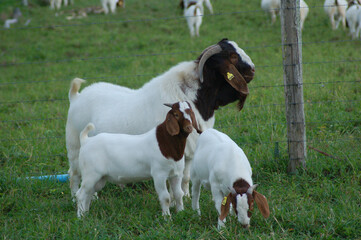 Boer goat with kids on the farm	