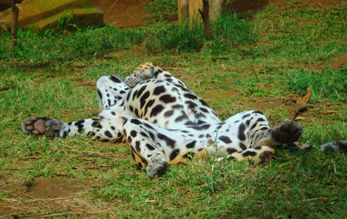 Sleeping jaguar - Animal from the tropical forests of South America. 