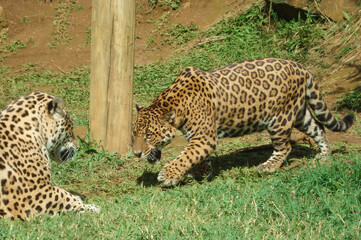 Jaguar - Animal from the tropical forests of South America.
