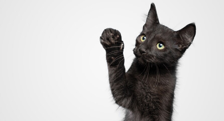 Cute black cat kitten with raised paw up white background