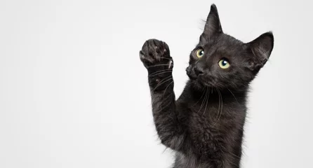 Rolgordijnen Cute black cat kitten with raised paw up white background © Vincius
