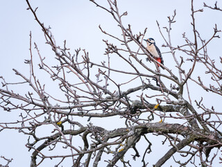  woodpecker sitting on a tree. Little woodpecker sits on a tree trunk. A woodpecker obtains food on a large tree in spring.