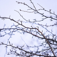 Fototapeta na wymiar bare tree branches in winter