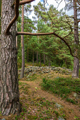Cairn In A Wooded Area