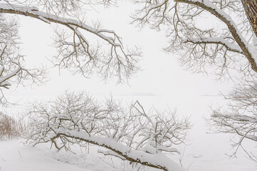 Fototapeta na wymiar Tree branches in lush white snow in winter. Snow-covered trees branches, nature scenery with white snow and cold weather. Frosty and cloudy.