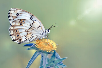 Macro shots, Beautiful nature scene. Closeup beautiful butterfly sitting on the flower in a summer garden.