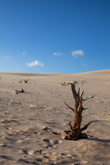 Obraz premium Dunes in Bolonia, Andalusia, Spain.