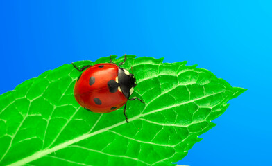 Beautiful ladybug on leaf defocused background
