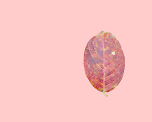 Isolated Lagerstroemia Speciosa leaf on pink background with clipping path